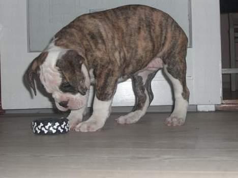 Olde victorian bulldogge Baby billede 5