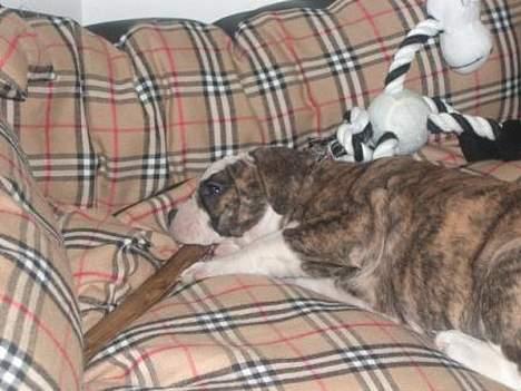 Olde victorian bulldogge Baby billede 6