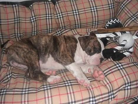Olde victorian bulldogge Baby billede 7