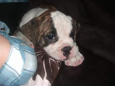 Olde victorian bulldogge Baby billede 8