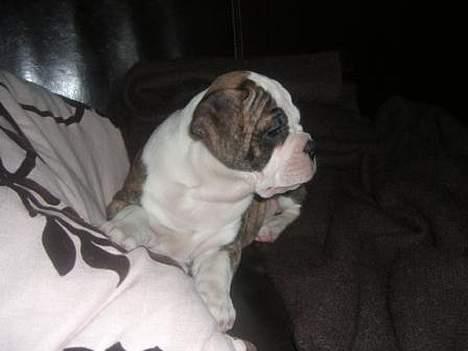 Olde victorian bulldogge Baby billede 9