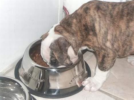 Olde victorian bulldogge Baby billede 10