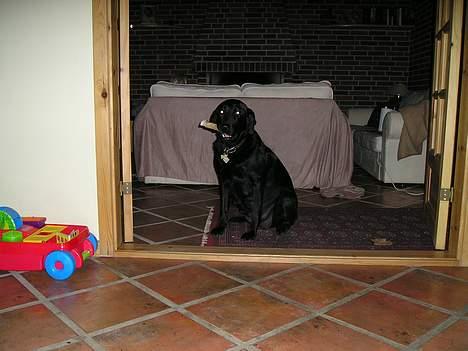 Labrador retriever Bess - Dagen før fødsel. billede 6