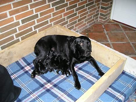 Labrador retriever Bess - Mig og mine små pus. billede 7