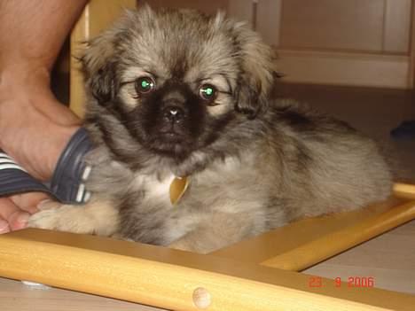 Tibetansk spaniel Me-Ri billede 6