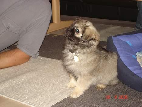 Tibetansk spaniel Me-Ri billede 7