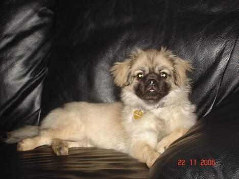 Tibetansk spaniel Me-Ri billede 8