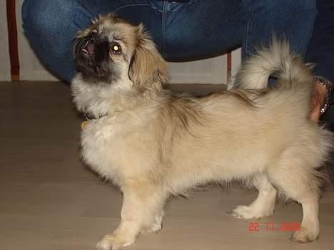 Tibetansk spaniel Me-Ri billede 9