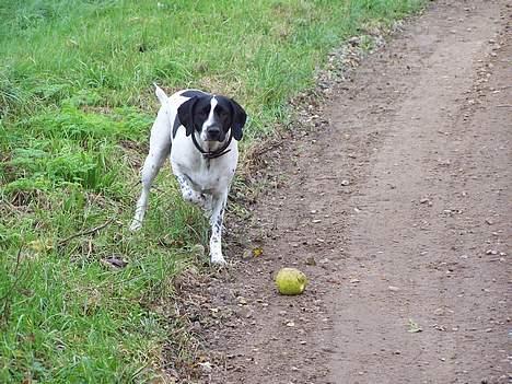 Blanding af racer                     Freja billede 18