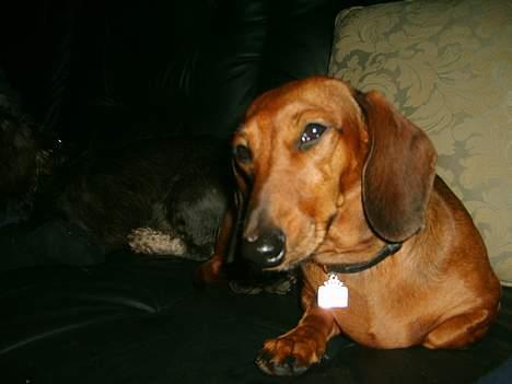 Dværggravhund Luna billede 9