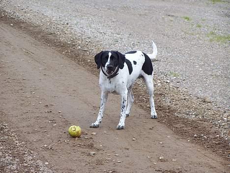 Blanding af racer                     Freja billede 19