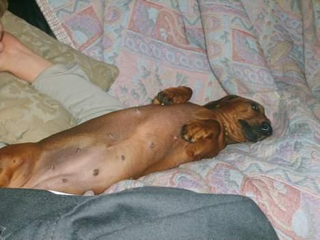 Dværggravhund Luna billede 10