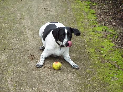 Blanding af racer                     Freja billede 20