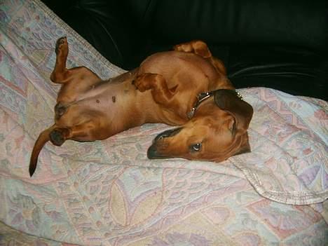 Dværggravhund Luna billede 11