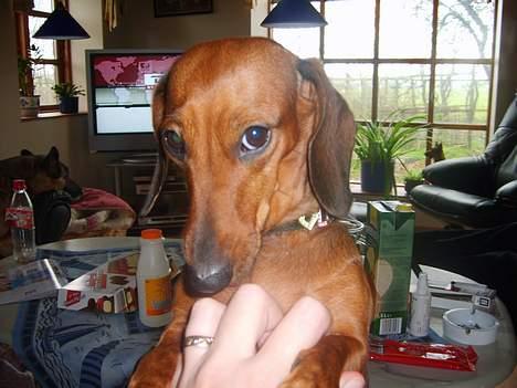 Dværggravhund Luna billede 12