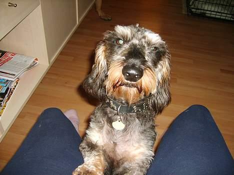 Gravhund Frederik billede 13