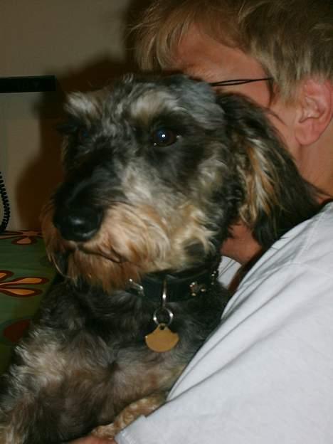 Gravhund Frederik billede 14