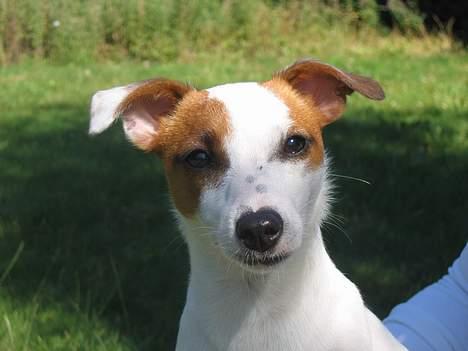 Jack russell terrier Cirkeline billede 1
