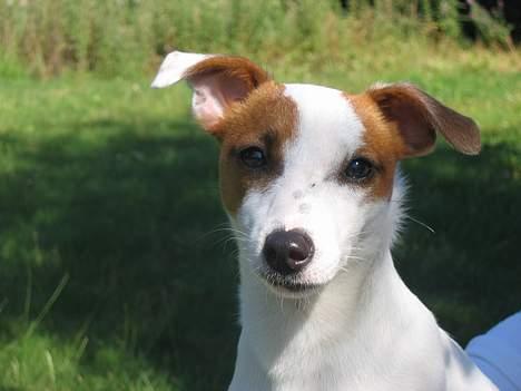 Jack russell terrier Cirkeline billede 2