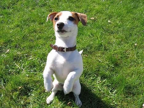 Jack russell terrier Cirkeline billede 3