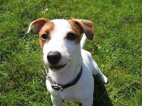 Jack russell terrier Cirkeline billede 4