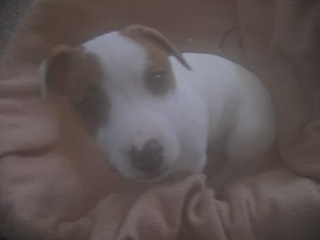 Jack russell terrier Cirkeline - Cirkeline som hvalp.  billede 5