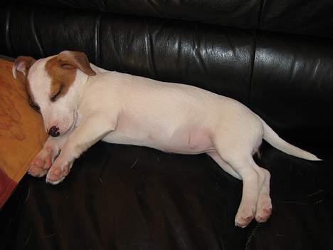Jack russell terrier Cirkeline - Lur i sofaen billede 6
