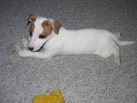 Jack russell terrier Cirkeline - BabyCirkeline billede 7
