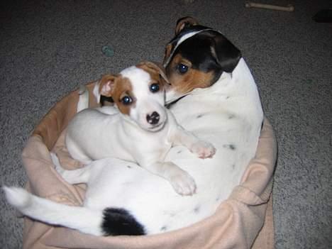 Jack russell terrier Cirkeline - BabyCirkeline med storebror Milo billede 8
