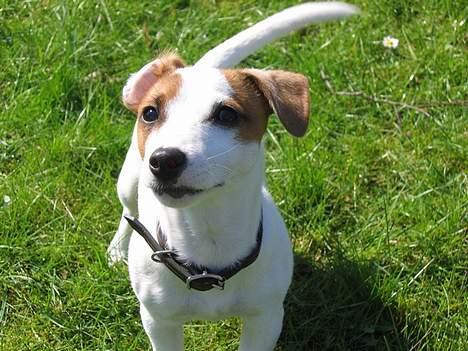 Jack russell terrier Cirkeline billede 9
