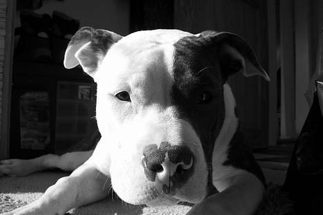 Blanding af racer Mille billede 1