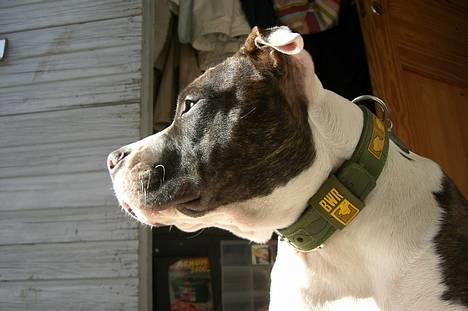 Blanding af racer Mille billede 2