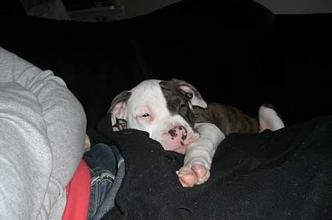 Blanding af racer Mille - lige kommet hjem til min nye famillie billede 3