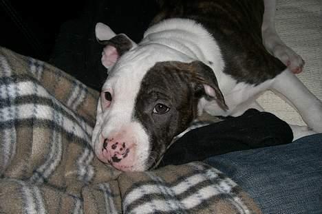 Blanding af racer Mille billede 4