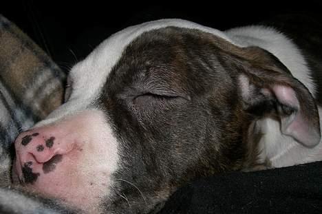 Blanding af racer Mille billede 5