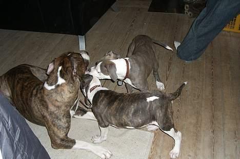 Blanding af racer Mille billede 6