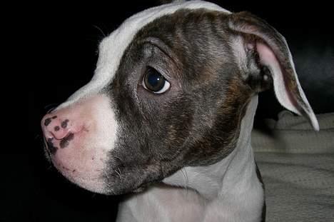 Blanding af racer Mille billede 7