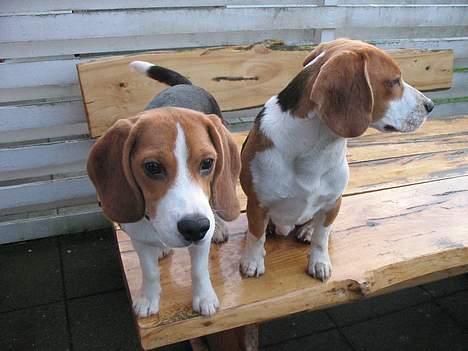 Beagle Bimmer - mig og min lille venninde Leika billede 14