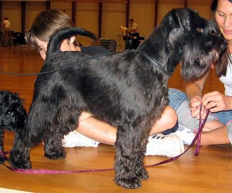 Dvaergschnauzer Sváva's Bioccolo - Tarzan - Tarzan 28-08-2006 billede 14