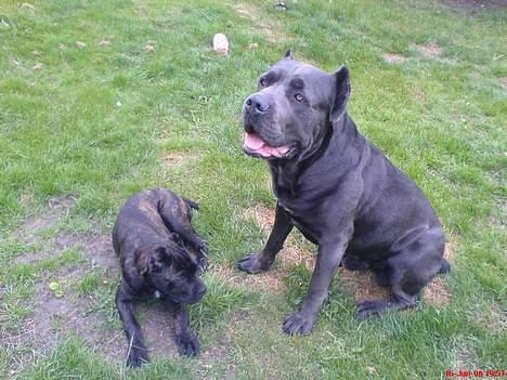 Cane corso xenia - xenia og taco  billede 10