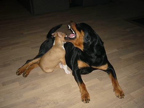 Rottweiler Basse - Sådan skal rigtige tænder se ud.... billede 19