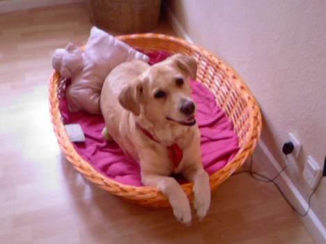 Labrador retriever Sussi - se lige min fine kasse  billede 2