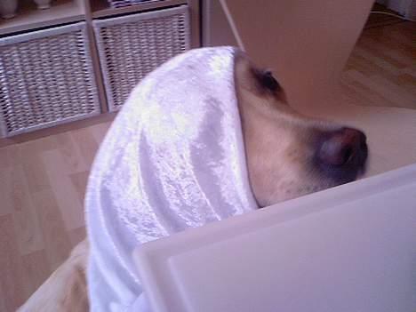 Labrador retriever Sussi - jeg er lige her under bordet hvis du nu skulle tabe en lille bid billede 3