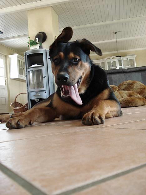 Blanding af racer Max af Søvang - Grim, - Grimmere, - MAX ! x) Foto : Mig billede 14