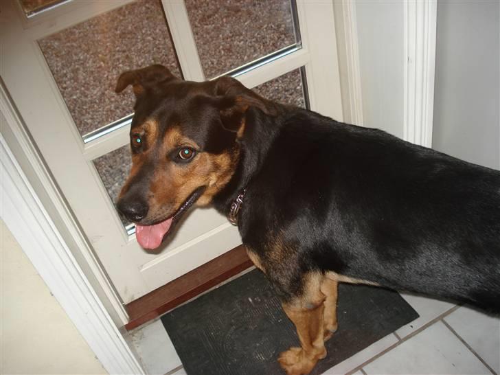 Blanding af racer Max af Søvang - Luk mig ud, pleeease? :D Foto: Anja billede 15