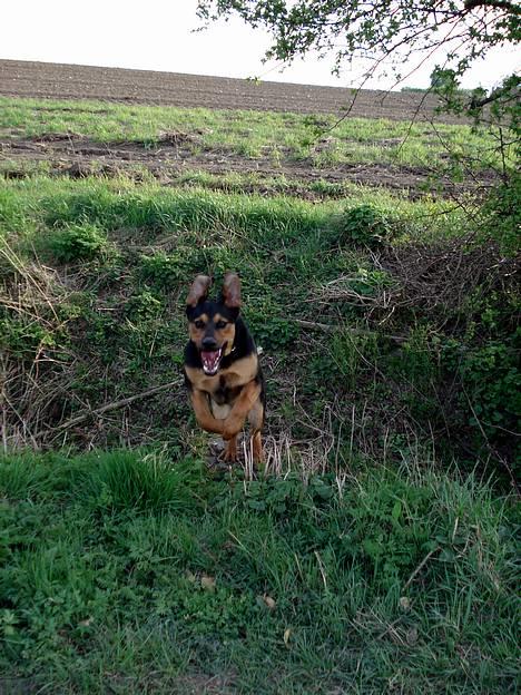 Blanding af racer Max af Søvang - Juuuump xb Foto : Mig billede 16