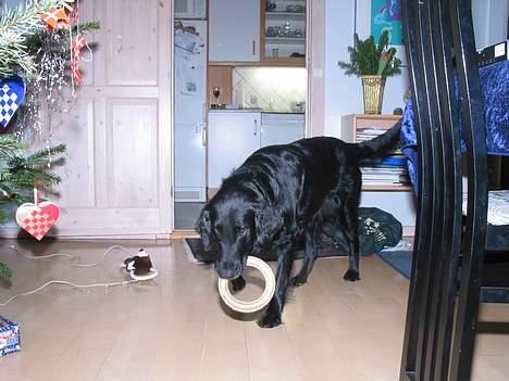 Flat coated retriever Bonnie * I Himlen * - Så fabt hun den vist :) og fik den pakket ud hehe billede 20