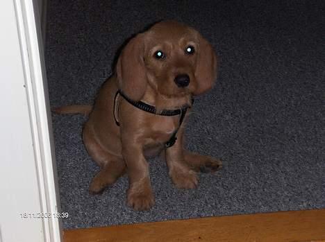 Basset fauve de bretagne Ina - Venter på at komme til Hvalpemotivation. billede 1