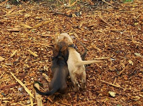 Basset fauve de bretagne Ina - Min bedste kammerat gravhunden Balder billede 2