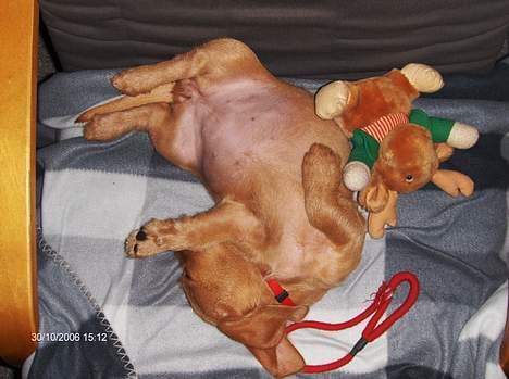 Basset fauve de bretagne Ina - Tar en slapper. billede 3